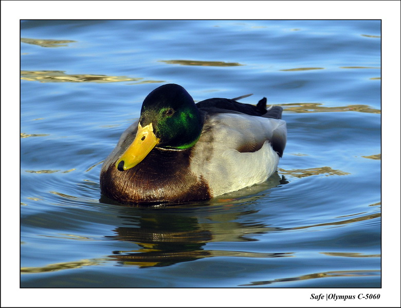 2006 - 02 - Etang tuileries 03.JPG